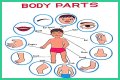 Body part with a pupil