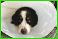 How Much Does It Cost to Neuter a Dog?
