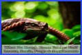 What Do Rough Green Snakes Eat?