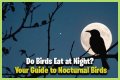What eats bird food at night?